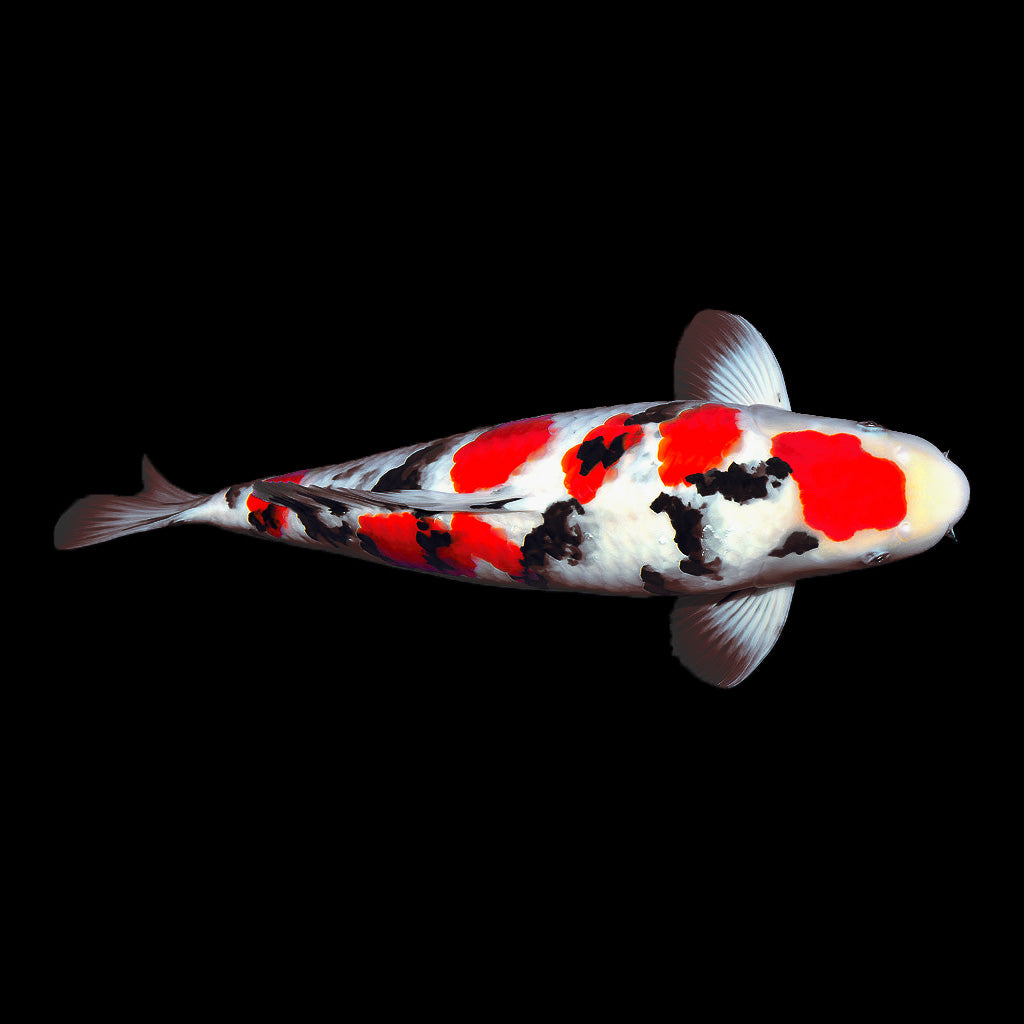 Touchwood | Chromatophores Series - Koi Snake (Red)
